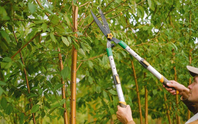 Tree trimming in West Shokan, NY